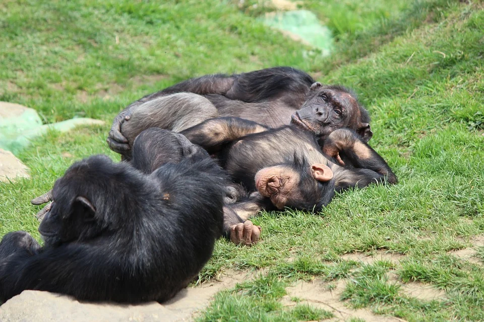 chimpanzee.jpg