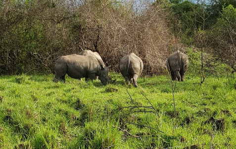 3 days Murchison falls safari