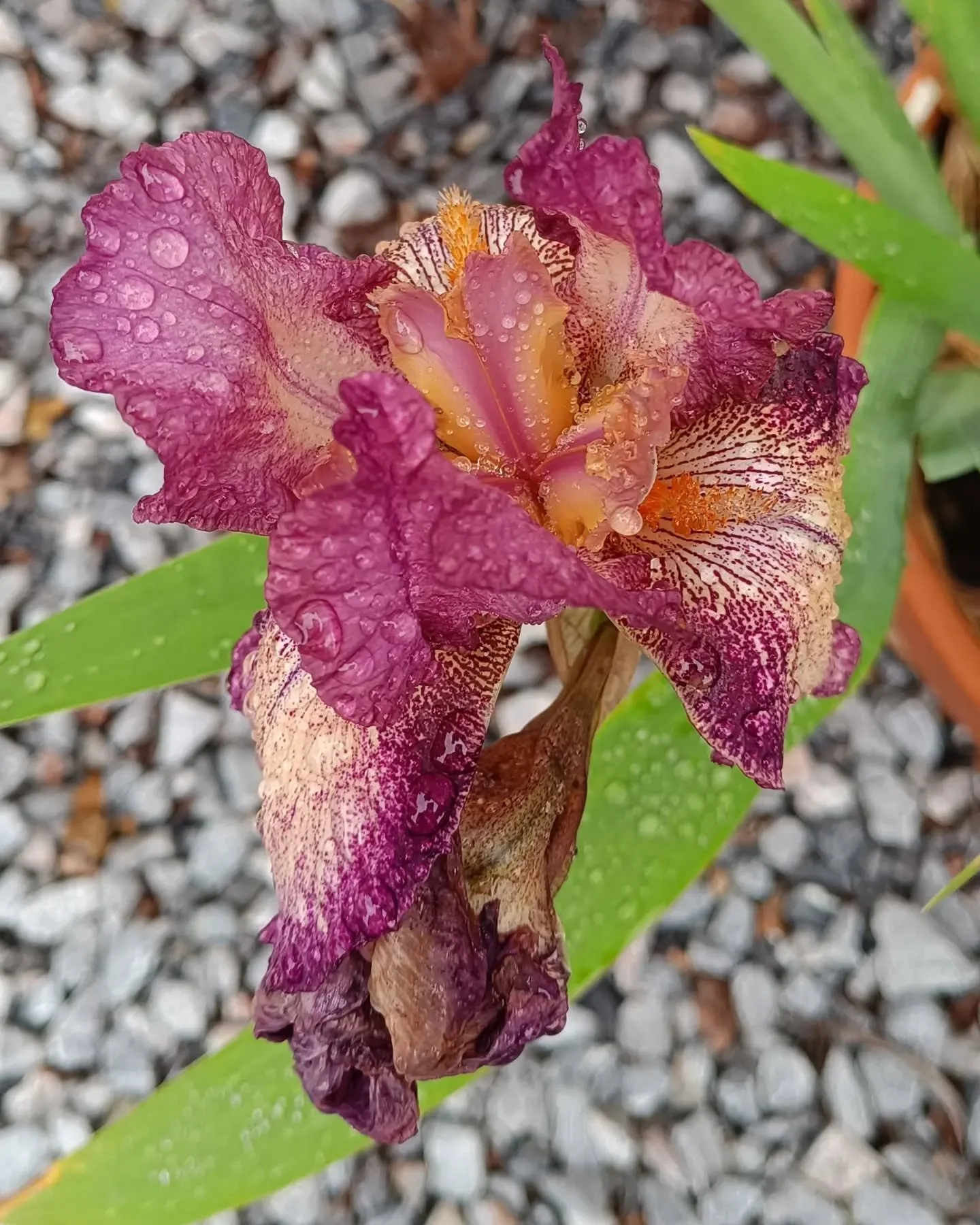 Despite the terrible weather we've had since October, here a couple of spring flowers from the garden that help go through with some cloudy skies. I can't wait for the bad weather to be over to finally feel that summer is right by the corner !
#flowe