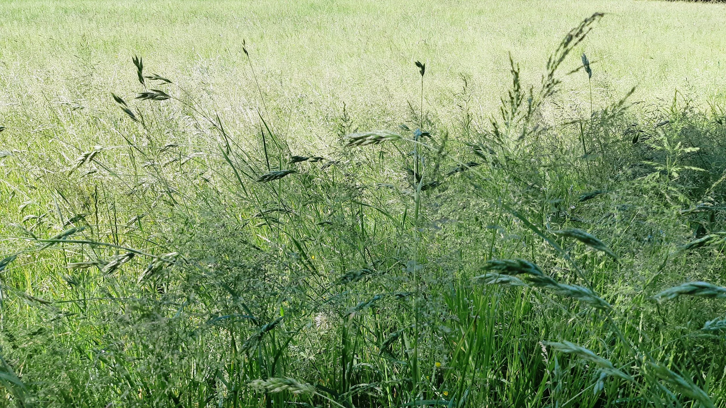 2.  MAJ: Vse najboljše, draga Klementina