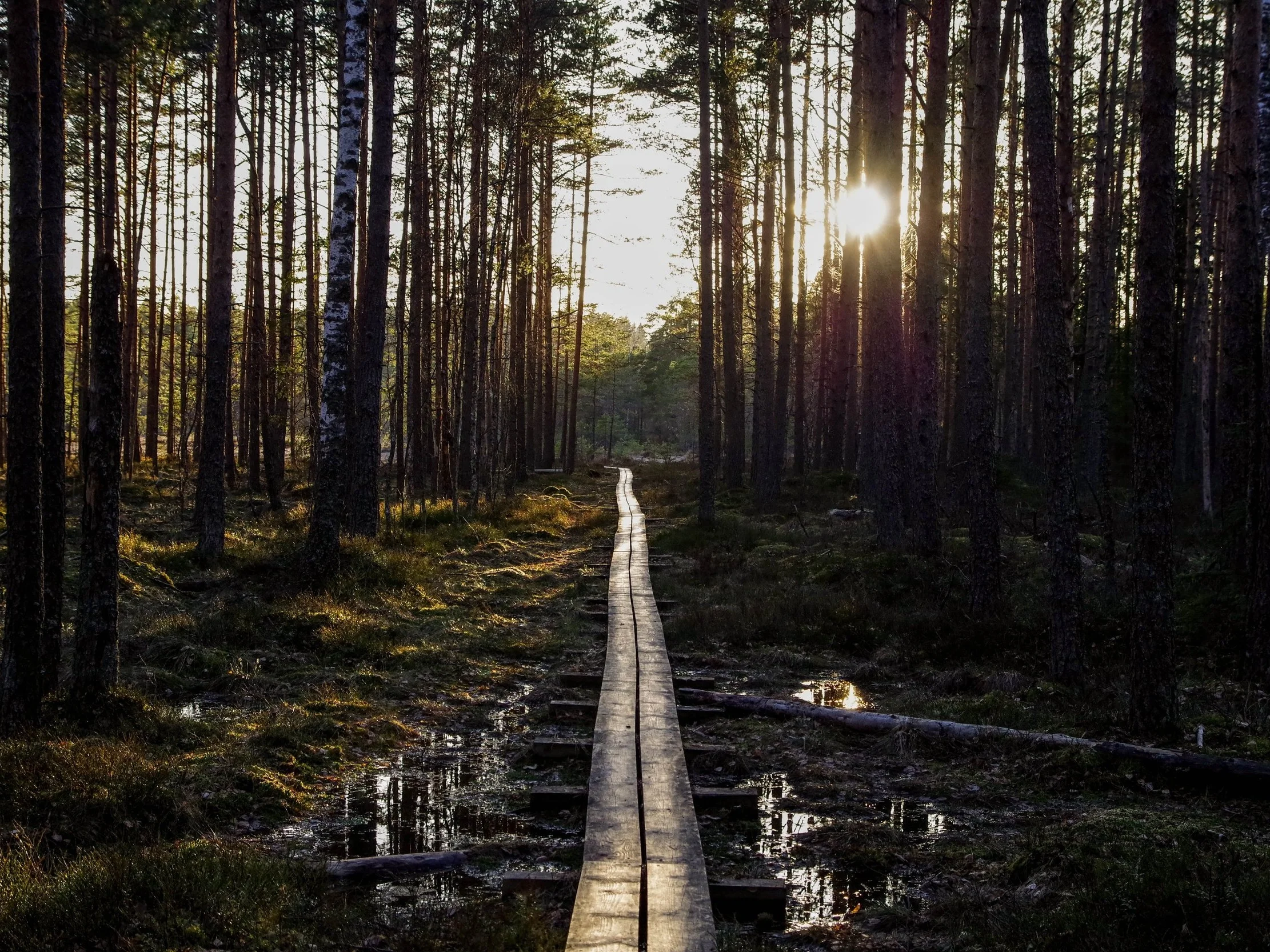 conifer-dawn-daylight-1009356.jpg