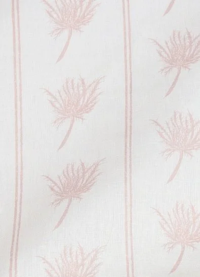 Eryngium in Blush