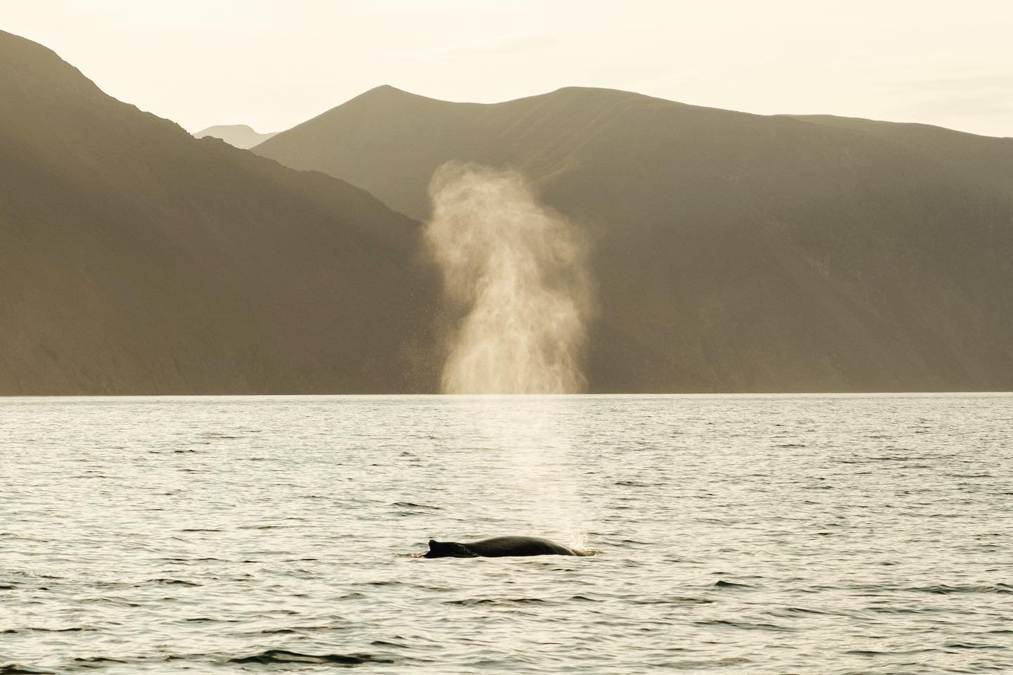 Een mooie herinnering aan een prachtige avond op zee om walvissen te kijken.#whalewatching #whalewatchingiceland #whalewatchinghusavik #walvis #walvissenspotten #iceland #icelandroadtrip #fujifilm #fujixt4 #fujifilmxseries