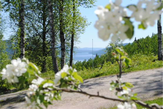 JUBILEUMSRETREAT I PINSEN—LIA GÅRD FEIRER 50ÅR