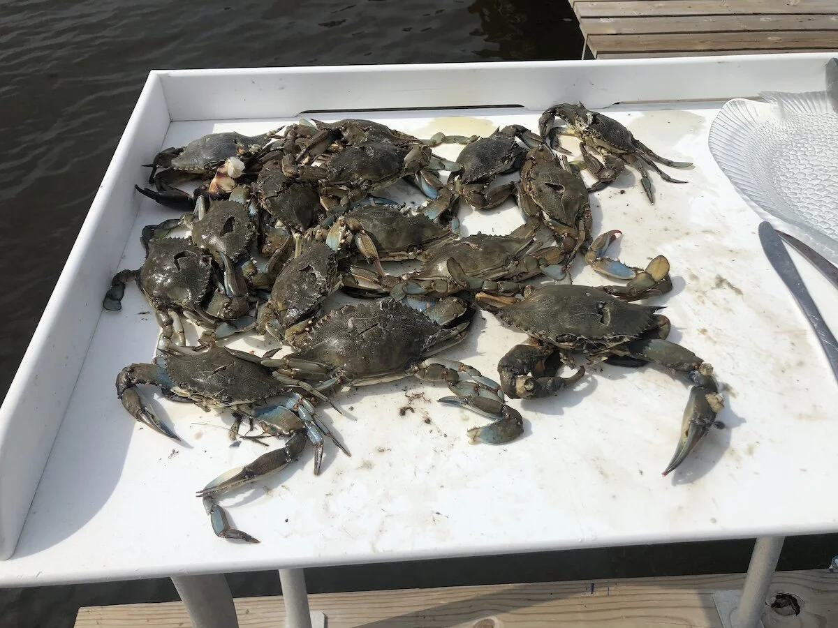 Blue crabs