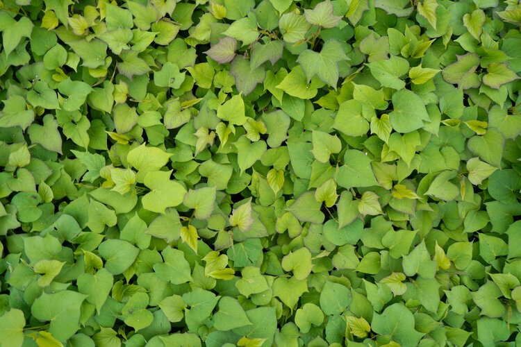 sweet-potatoe-leaves.jpg