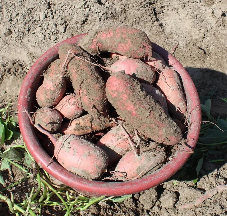 sweet-potatoes-bucket.jpeg