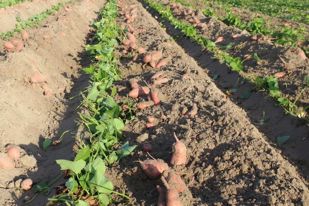 sweet-potatoes-field.jpeg