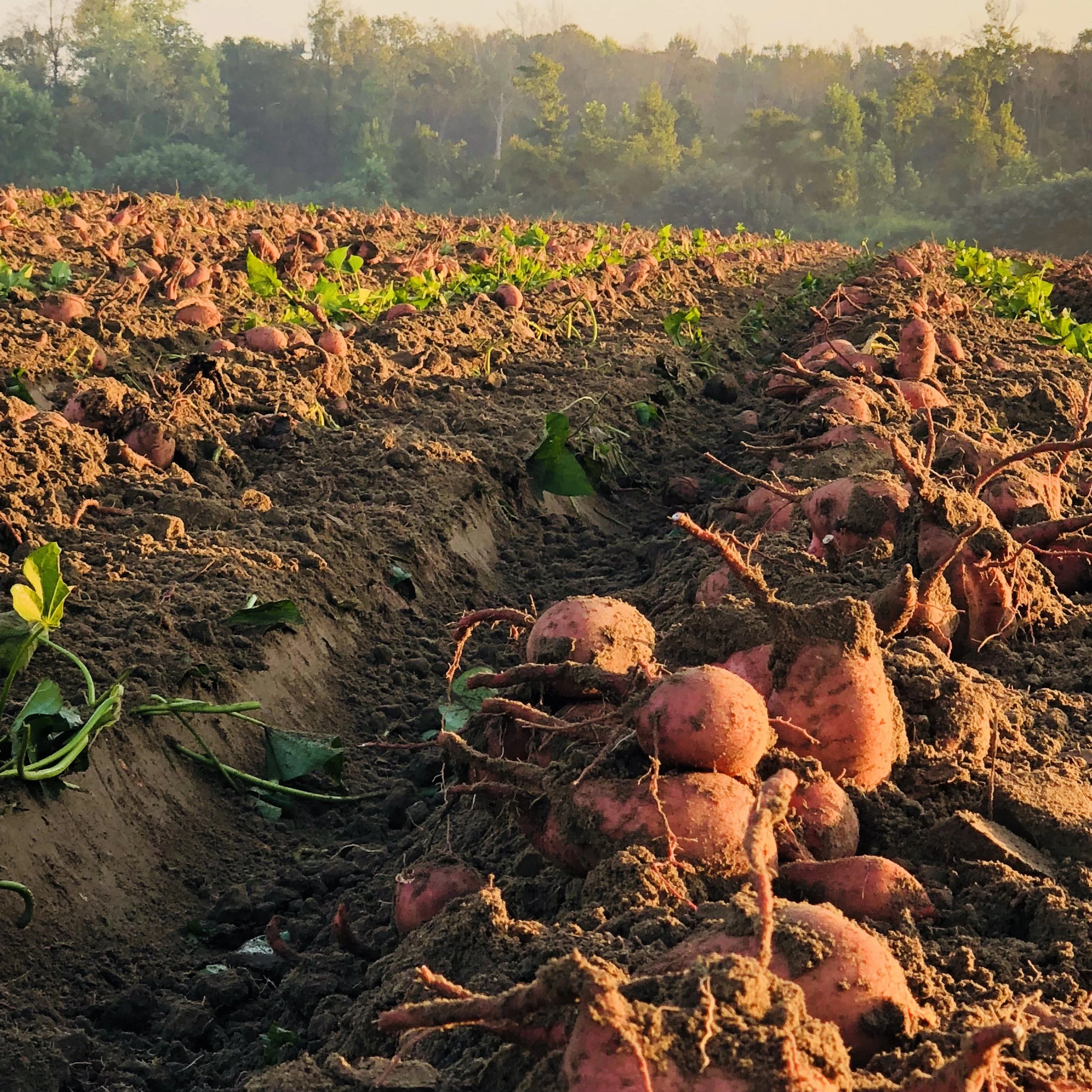 Why do we spell sweetpotato as one word?