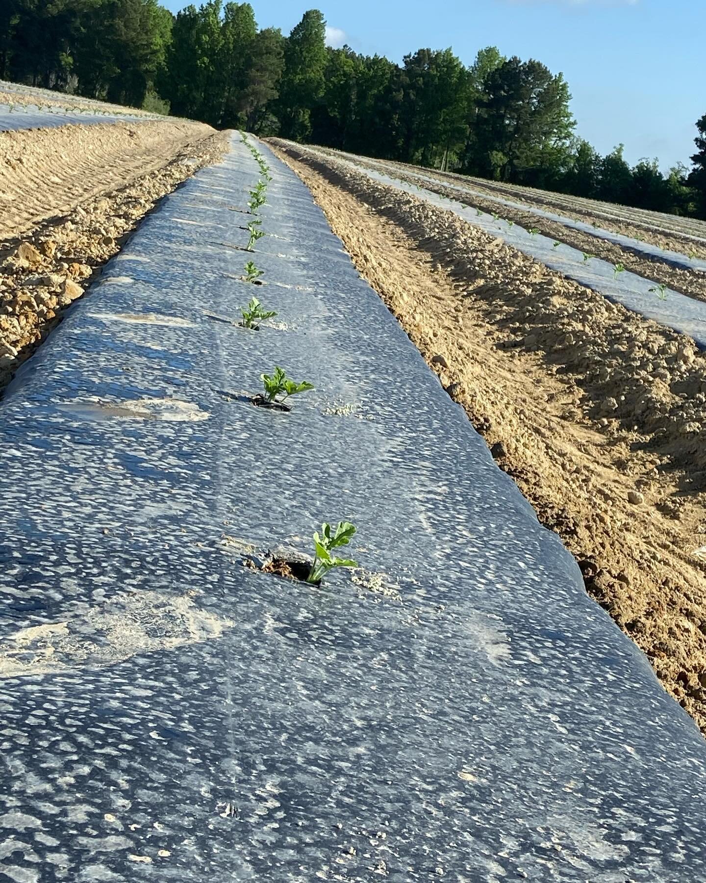 April showers bring May transplanting&hellip;that&rsquo;s how the saying goes, right?

Watermelons coming soon 😍🍉

#watermelons #ncwatermelons #agriculture #farming #gottobenc #sustainableagriculture