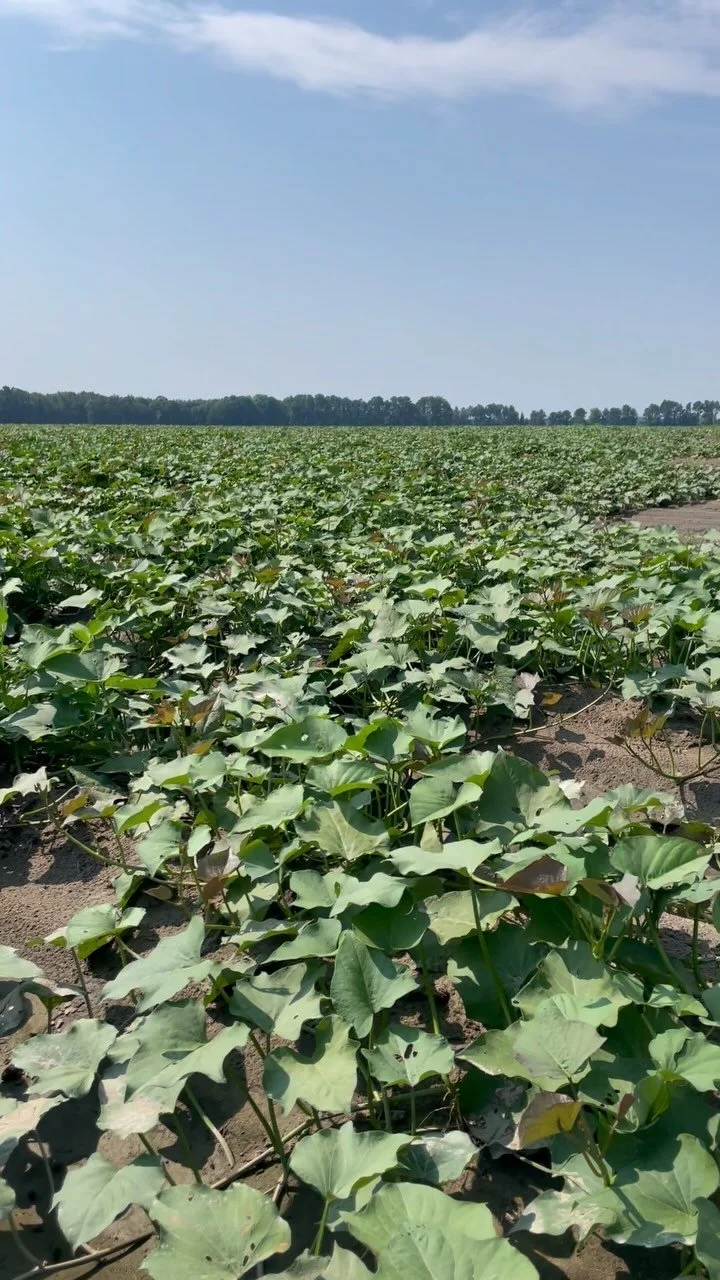 Barnes Farming & Farm Pak — Quality Sweet Potatoes Since 1969