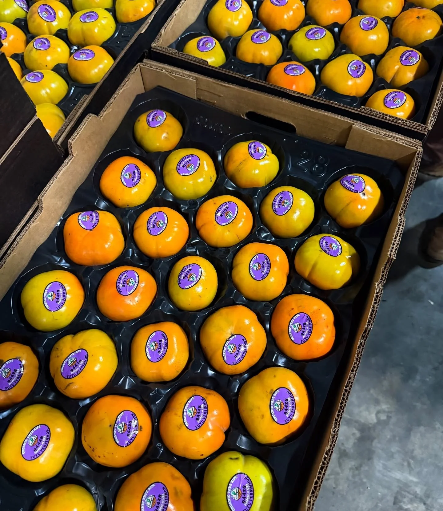 Freshly packed organic persimmons ready to make their way to YOU 😍

Unlike native North American varieties, our Fuyu persimmons ripen BEFORE the first fall frost, so you can enjoy them earlier 🙌🏻

Their sweet and crisp taste is similar to an apple