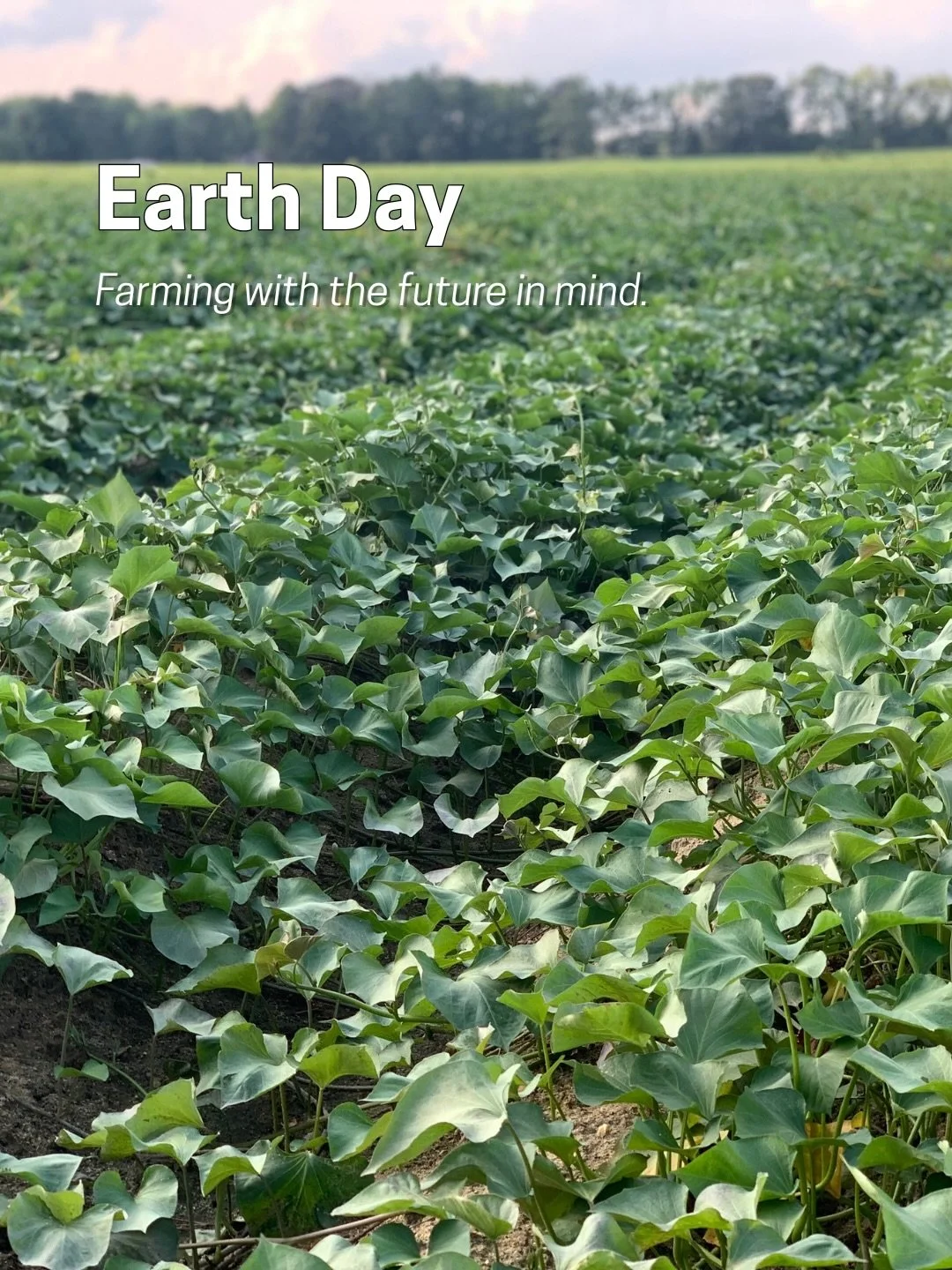 Every day is Earth Day at Barnes Farming!

From crop rotation and cover cropping to precision agriculture, we&rsquo;re committed to protecting the land that grows our food. We work to improve soil health, reduce inputs, conserve water, and support bi