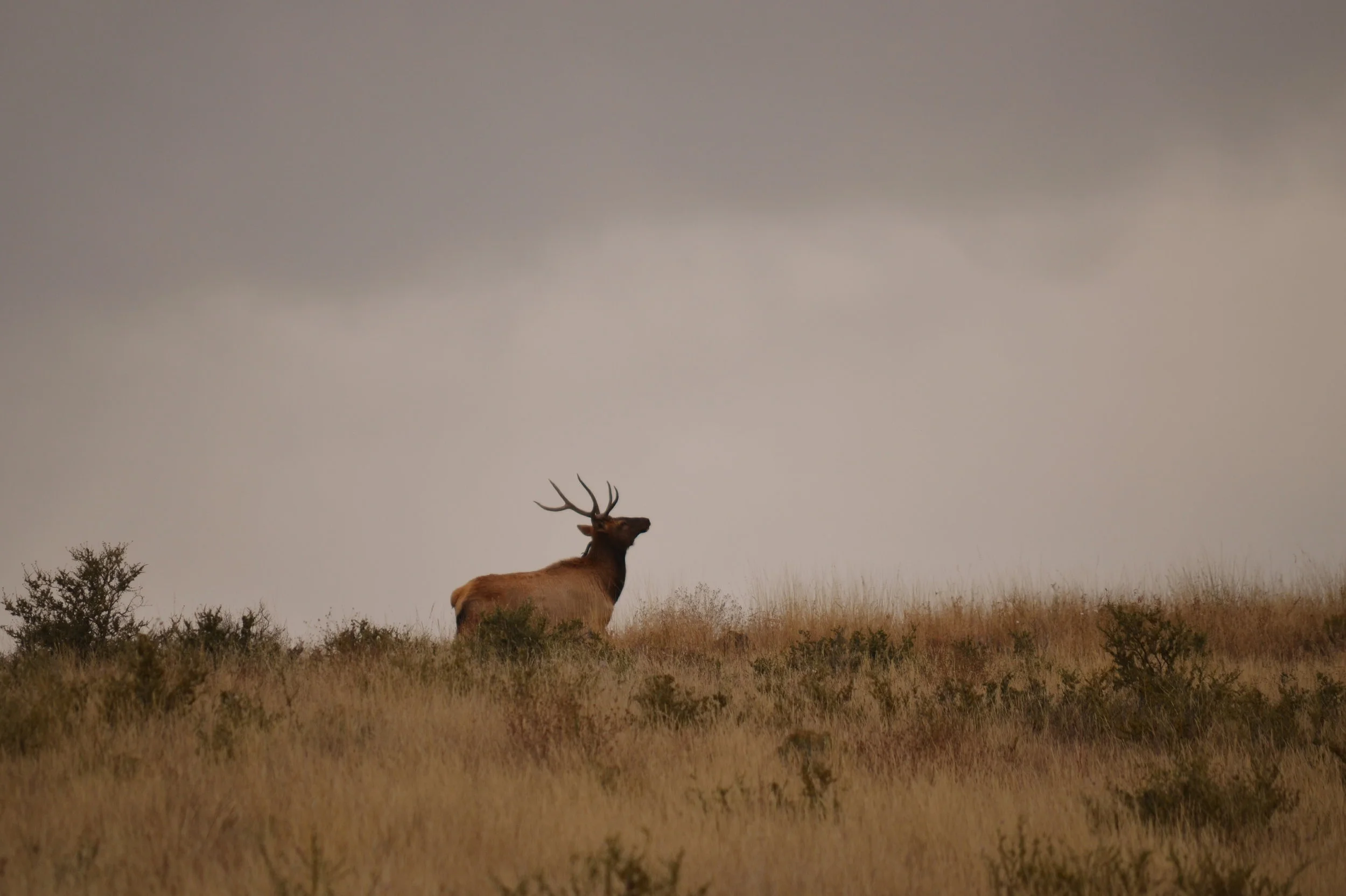 Ladder, a Ted Turner Reserve, NM