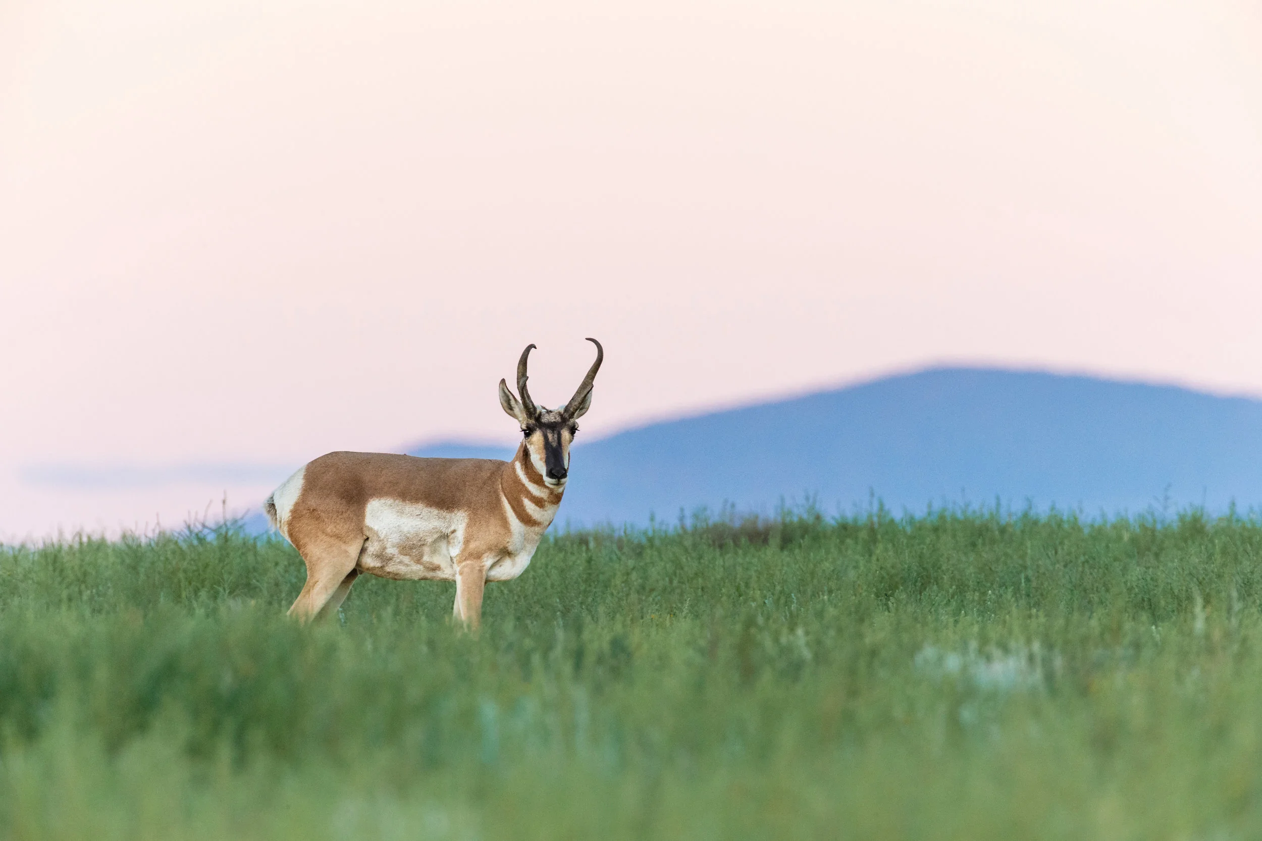 Pronghorn Antelope at Vermejo Park Ranch