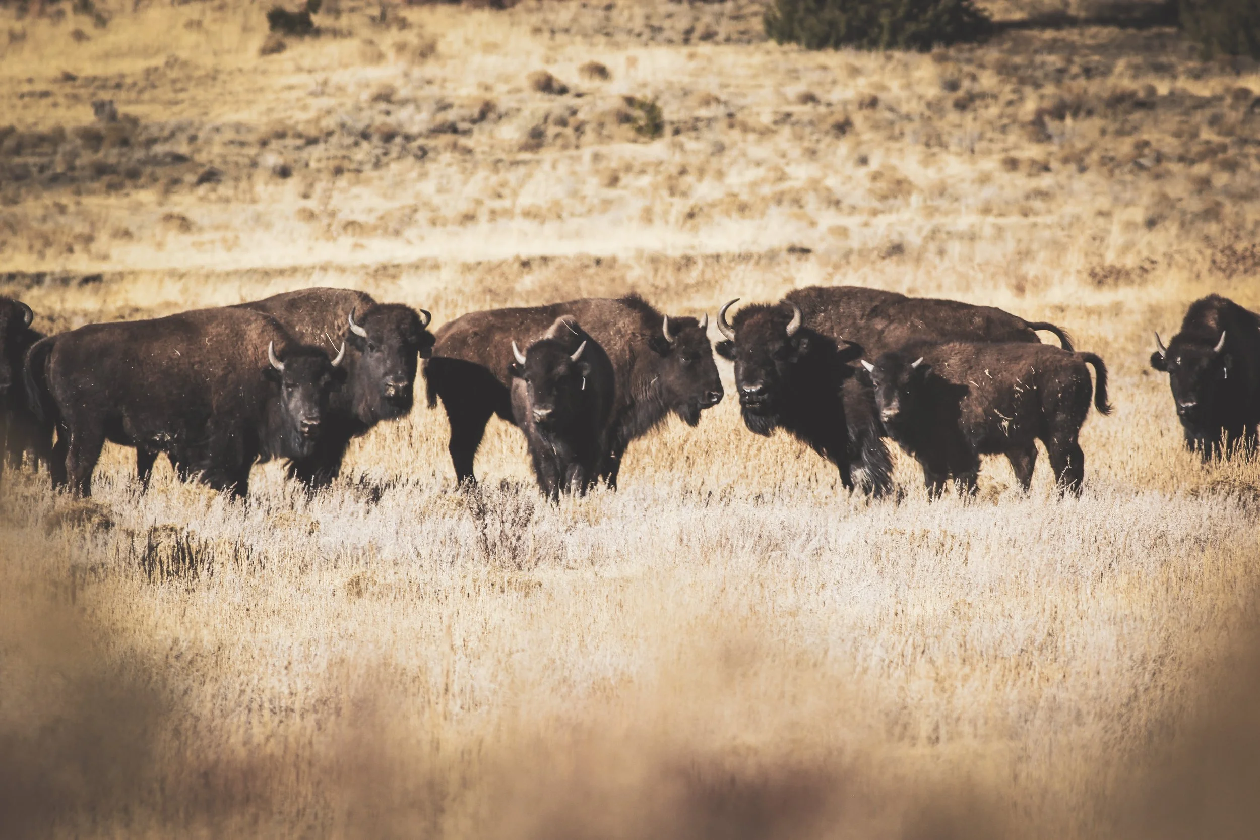 Bison Hunting at Vermejo: A Conservation-Driven Harvest 