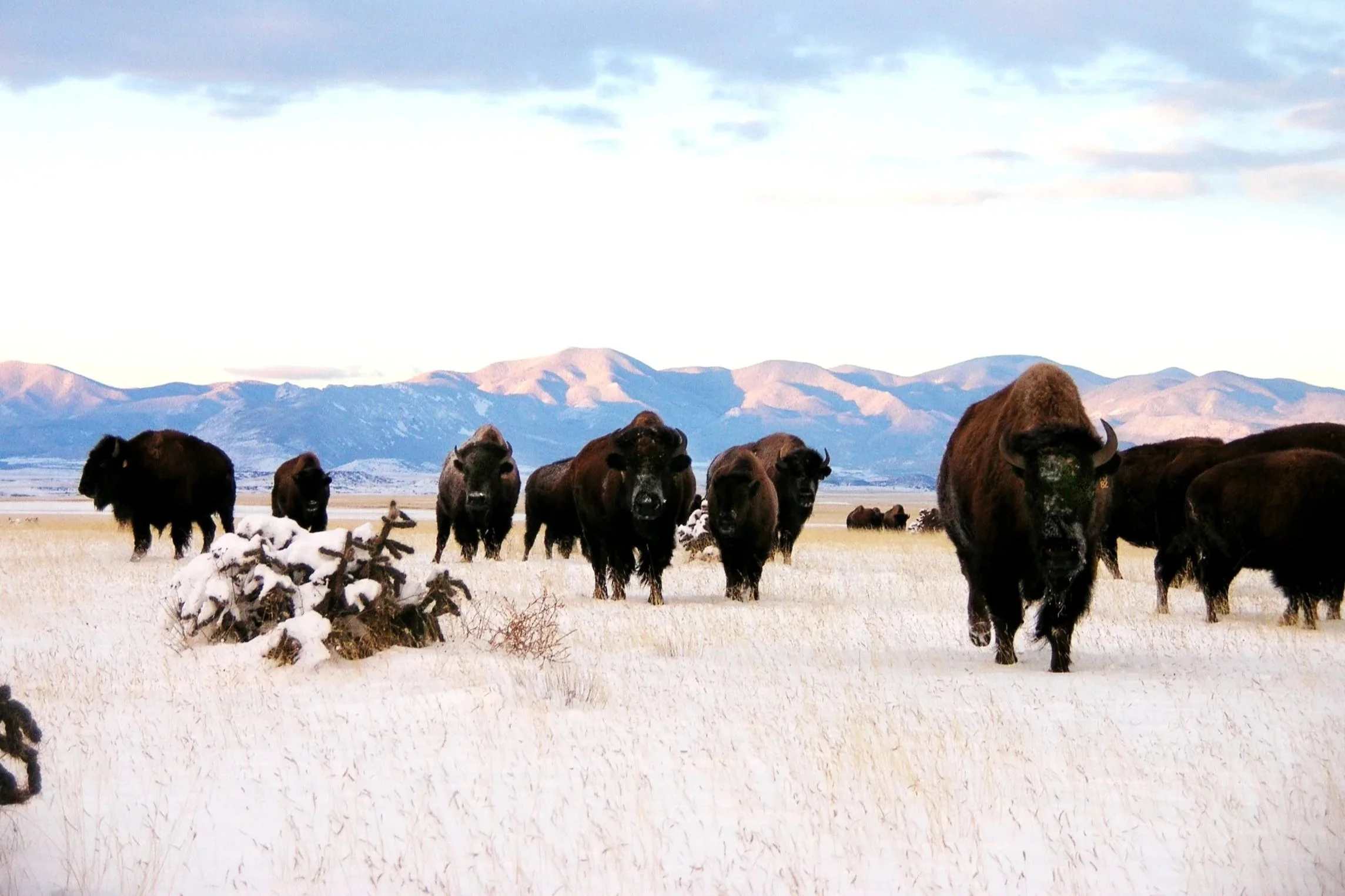 Standing Butte Ranch Turner Ranch Outfitting: January Reflection and Conservation Hunting ...