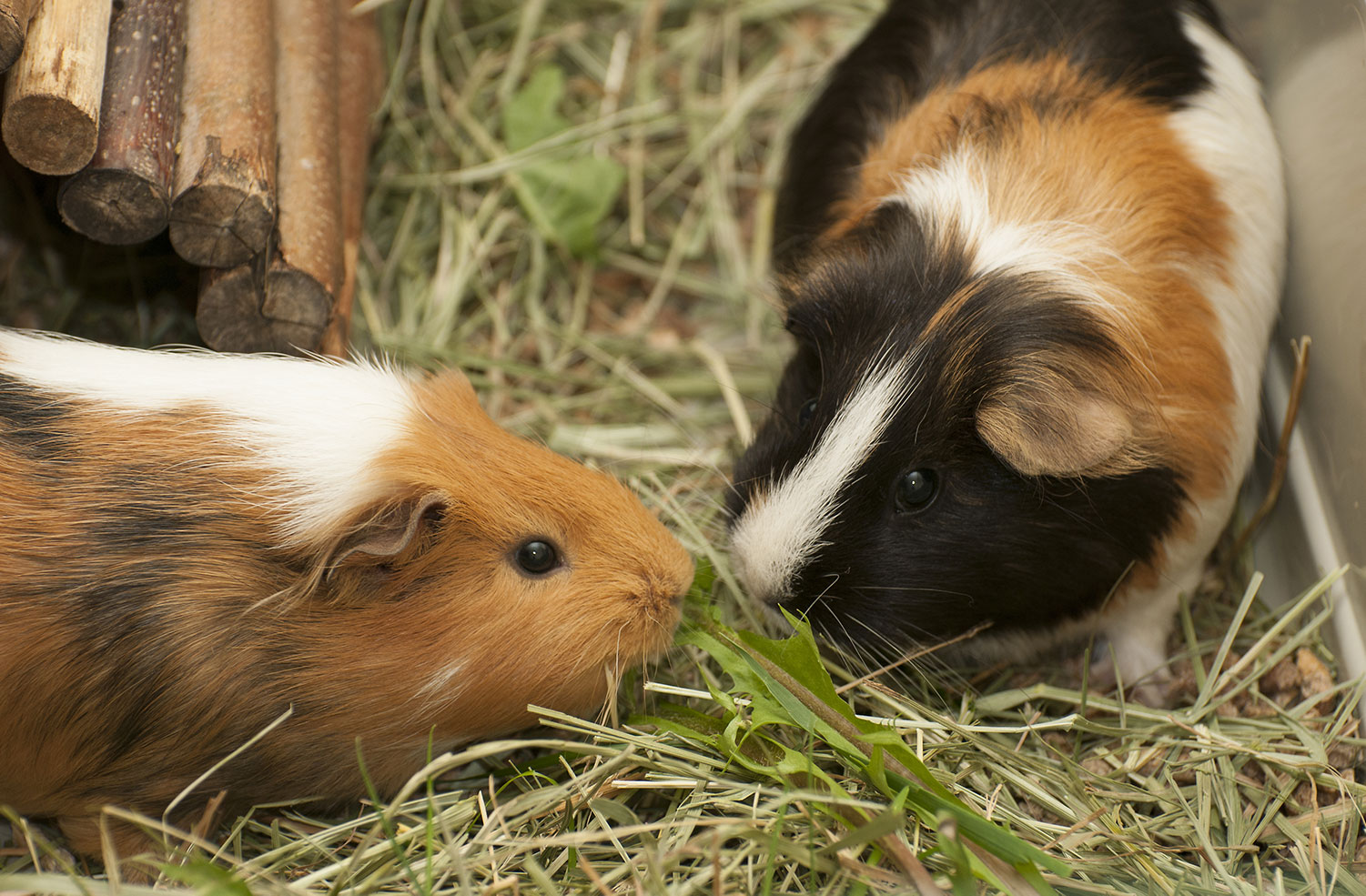guinea pig adoption pets at home