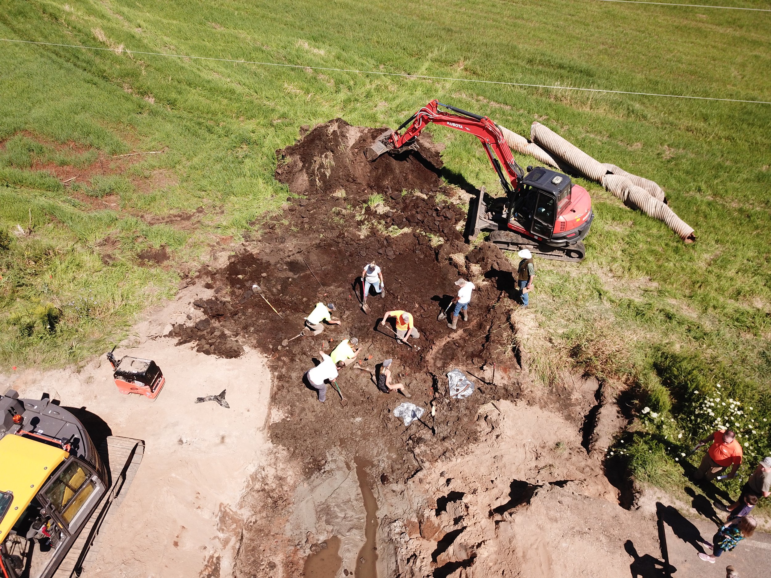  Construction crew and volunteers hand-digging after discovery of Mastadon bones during construction. 