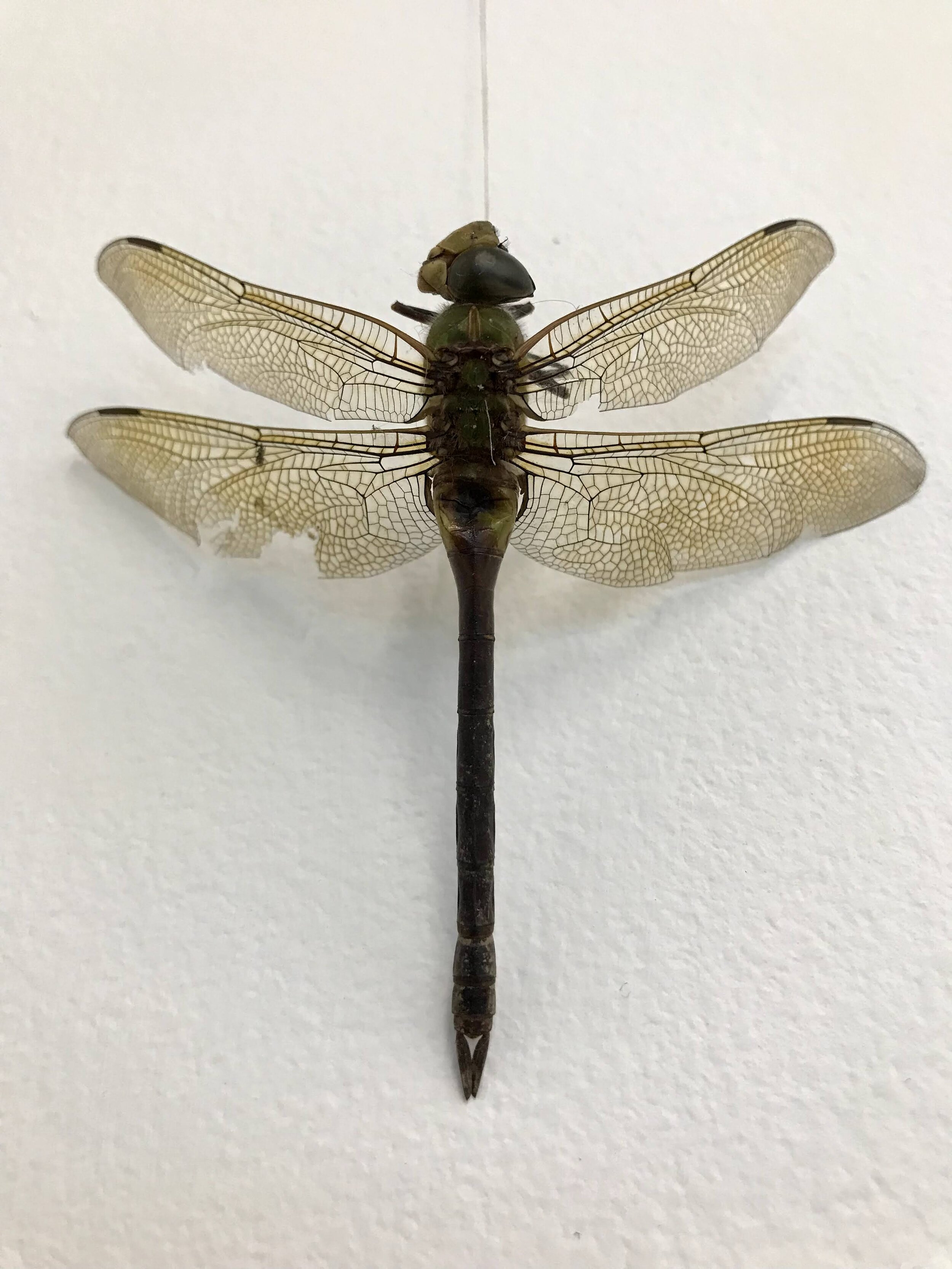 day 1 found dragonfly