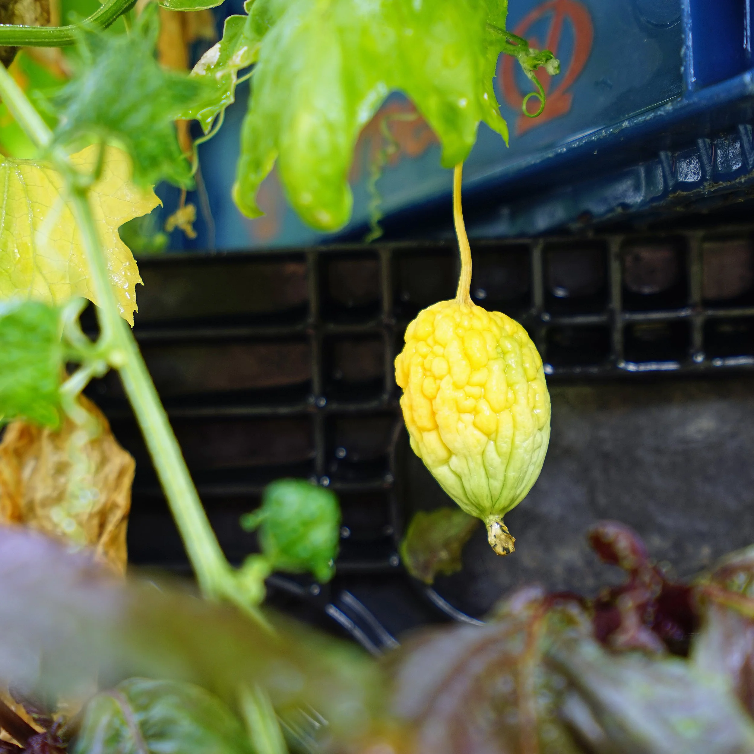 DSC04371 1.jpg
