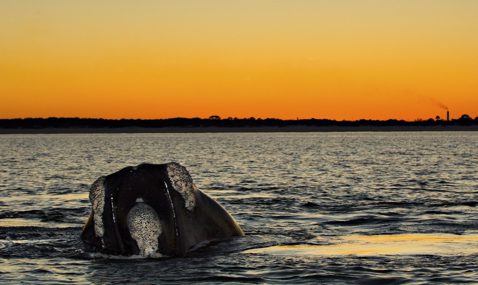 B Skerry, whale snot at sunset jax.jpeg