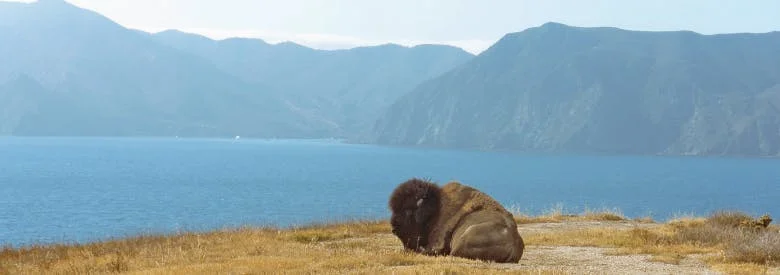 wsr_buffalo-slide.jpg