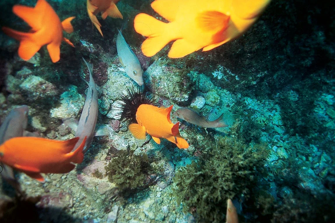 fish_20frenzy1.jpeg