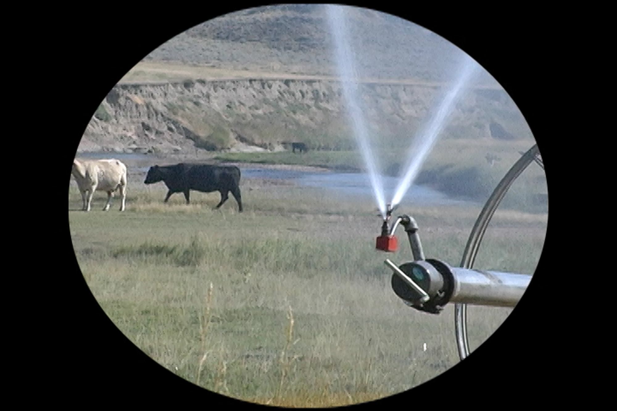 3j_Wyo-cows-spiket-July-20-center-track-QT.00_09_46_19.Still004.jpg