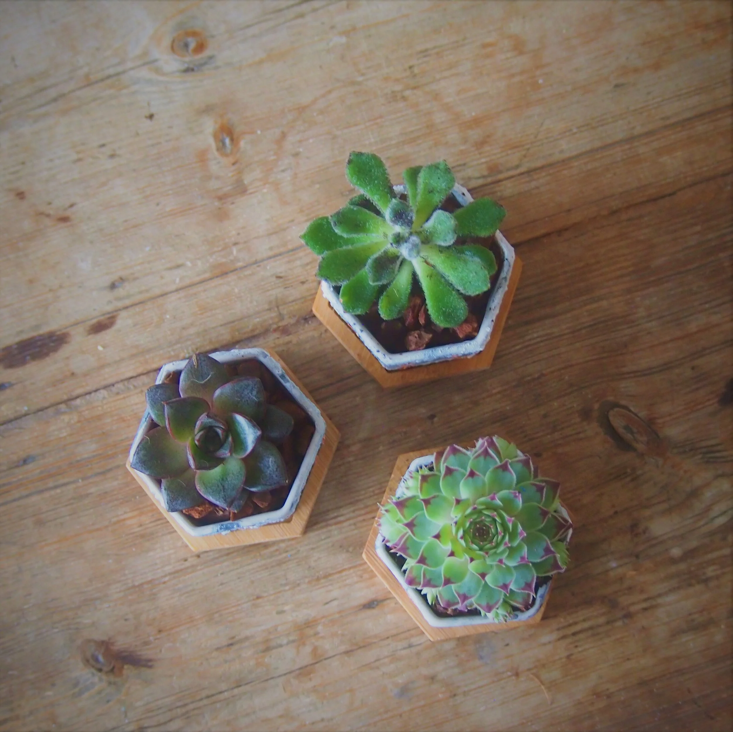Marbled Copper Leaf Succulent Pots — Craft Box Club Eco Friendly Monthly Craft Subscription Box UK