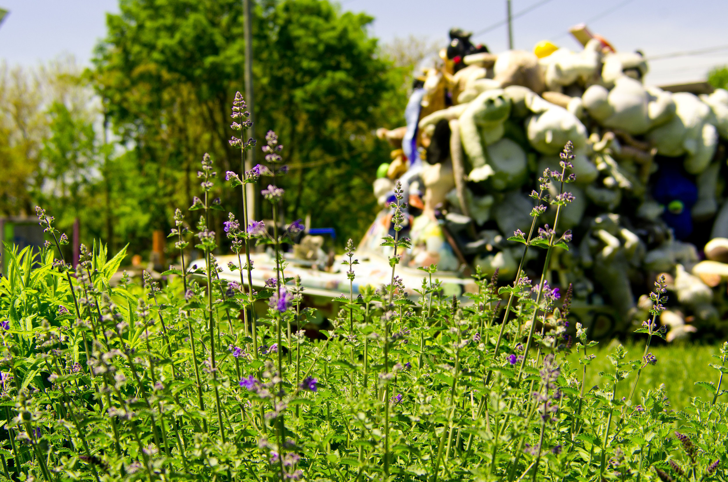 heidelberg lavender
