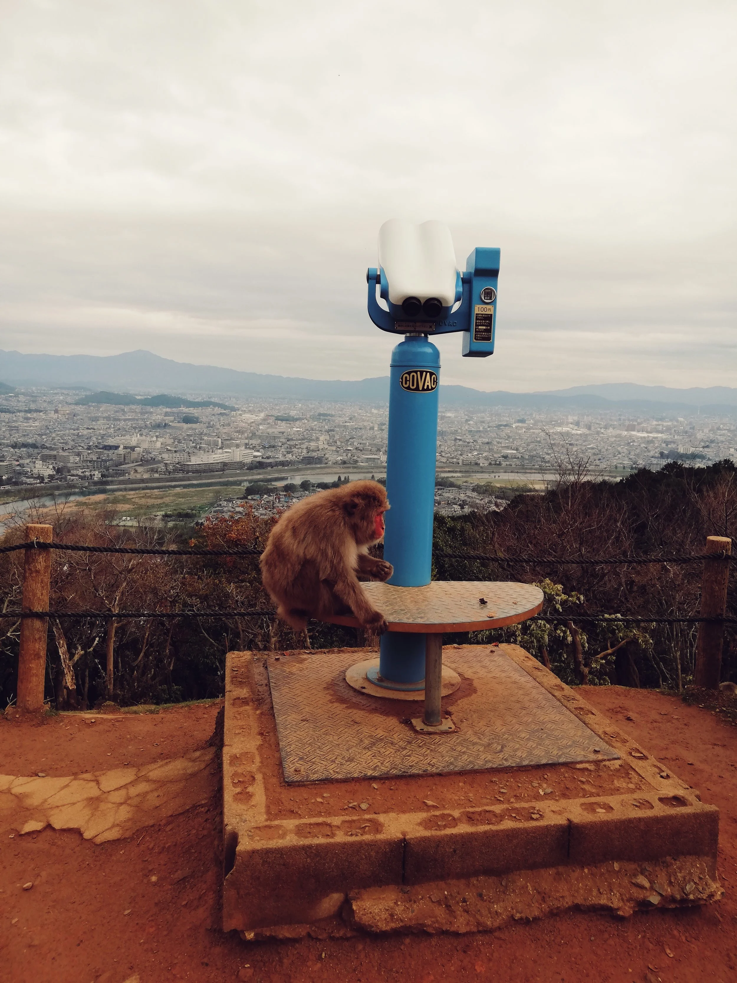 Running Wild with Japanese Macaques