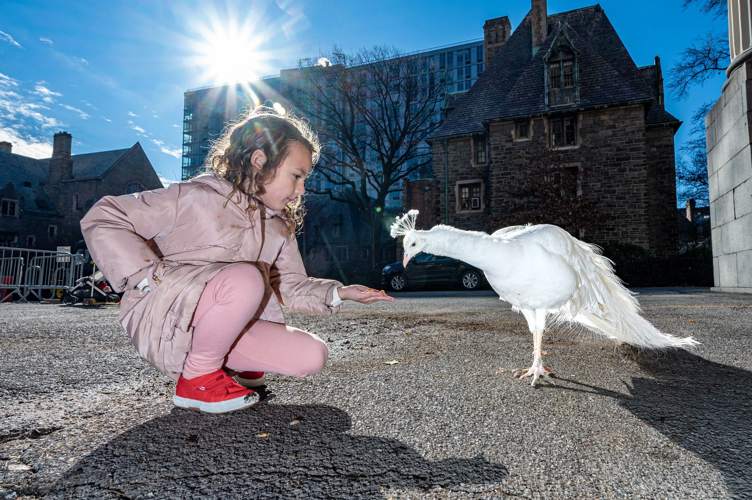 Peacocks_Colin_Schappi-1.jpg