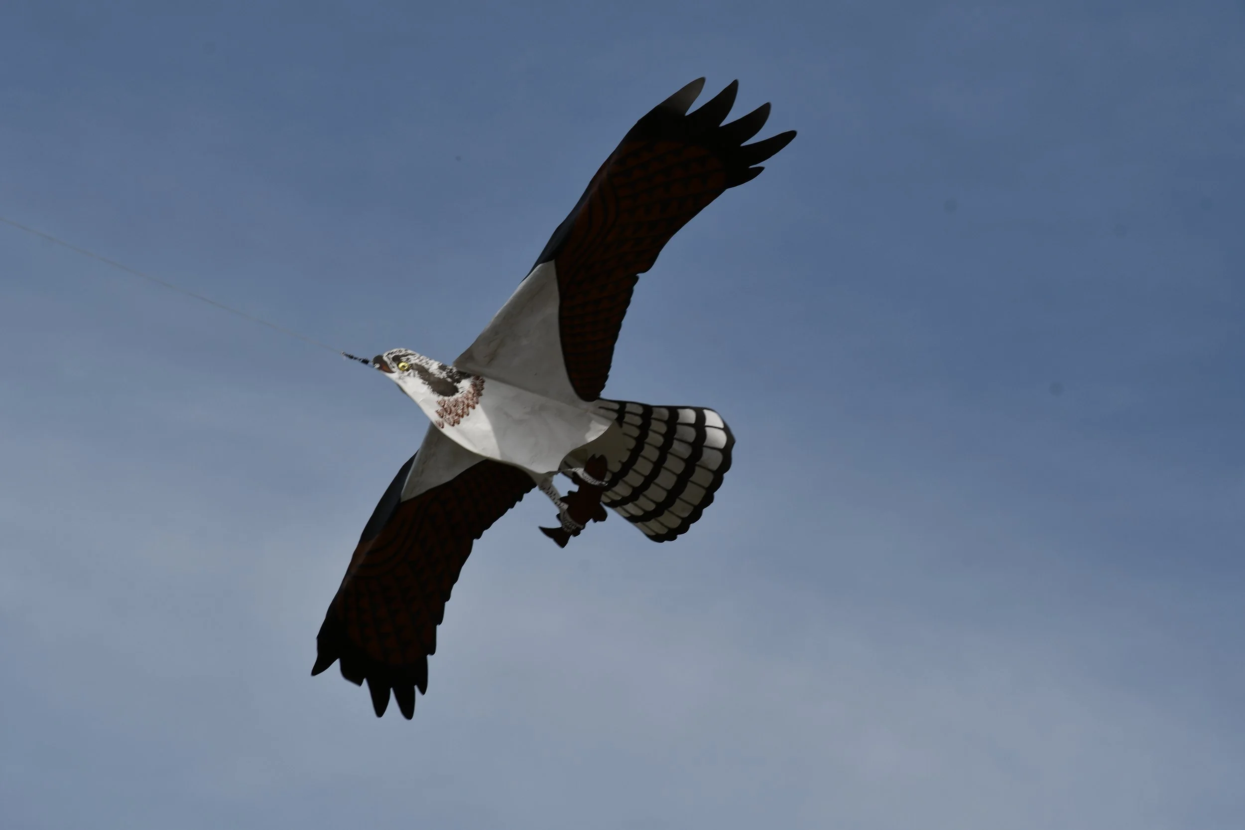 osprey and fish.JPG