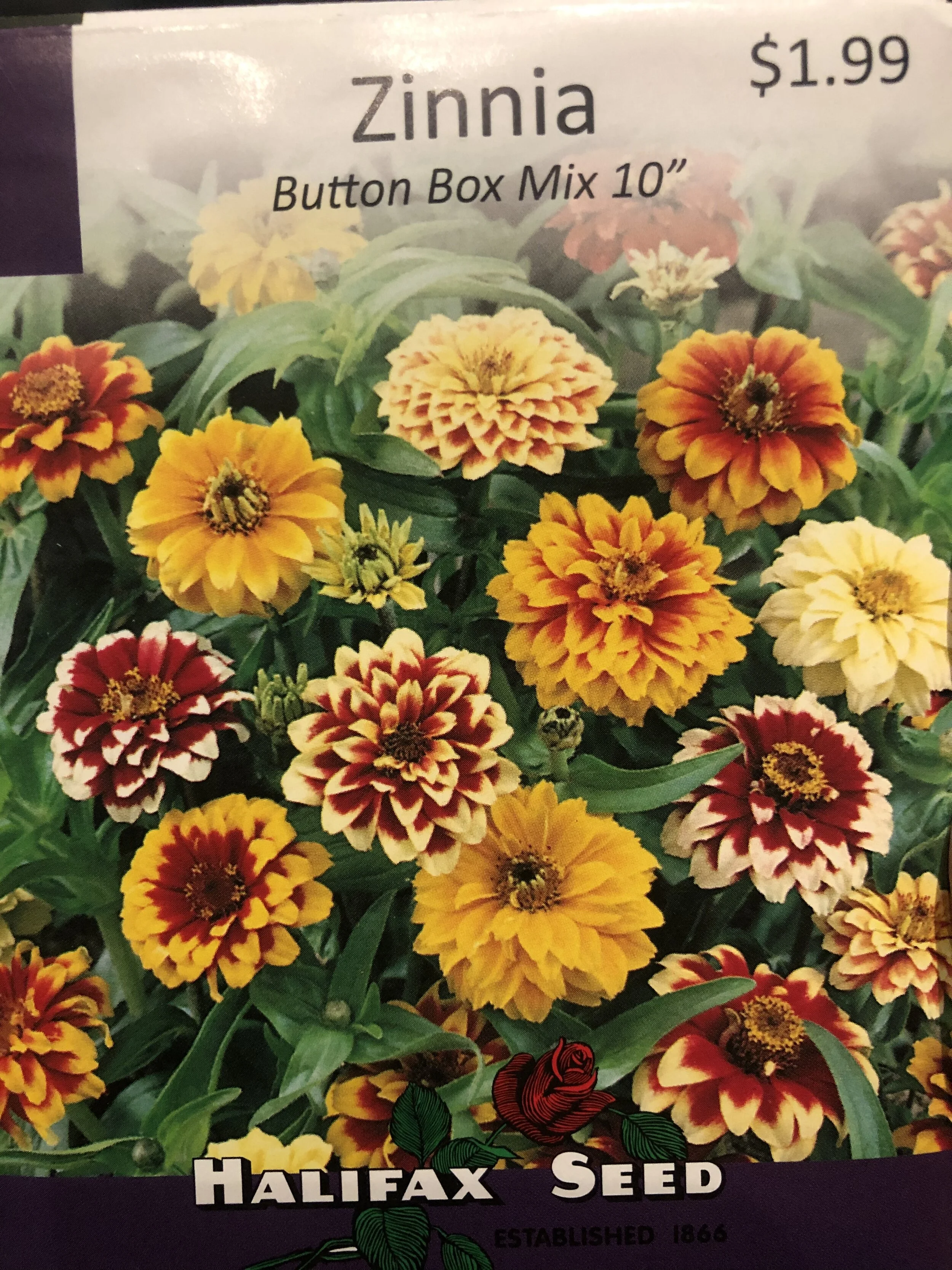 Zinnia Seeds ( button box mix 10” ) 