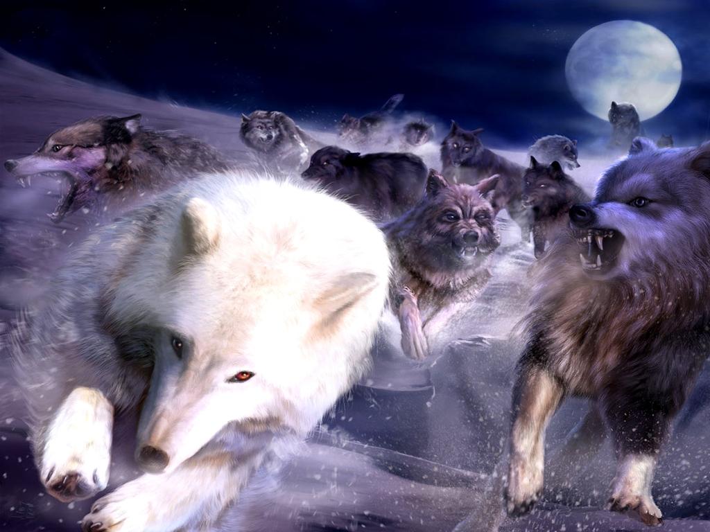 Wolves in Wonderland