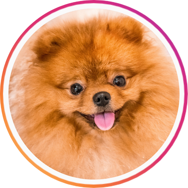 Nublupomeranian cover photo 600x600px.png