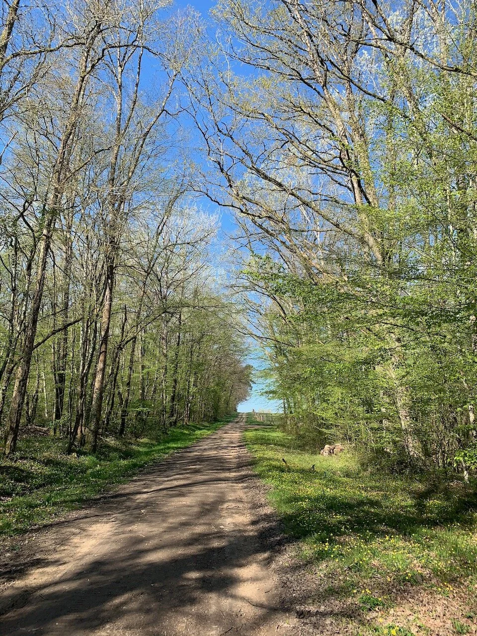 Quarantine Diaries:  The Lillie K. Team Members and our New ‘Normal’