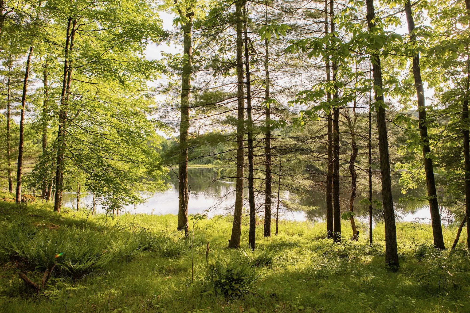 The Old Queechy Cabin Web - 3.jpeg