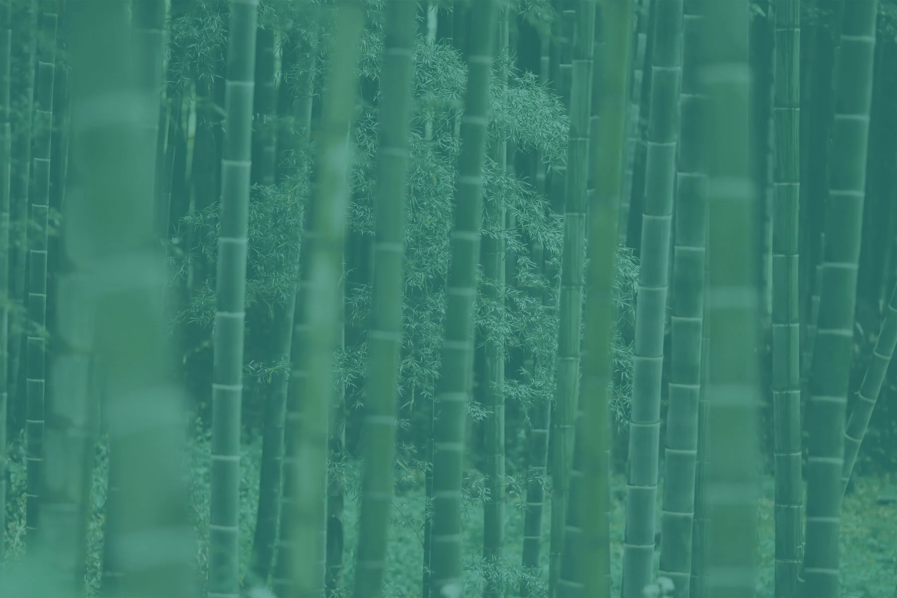 back-bambou-forest-green.jpg