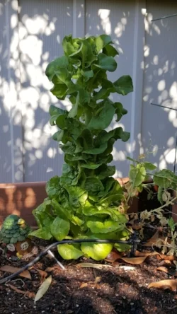 Jumping Lettuce