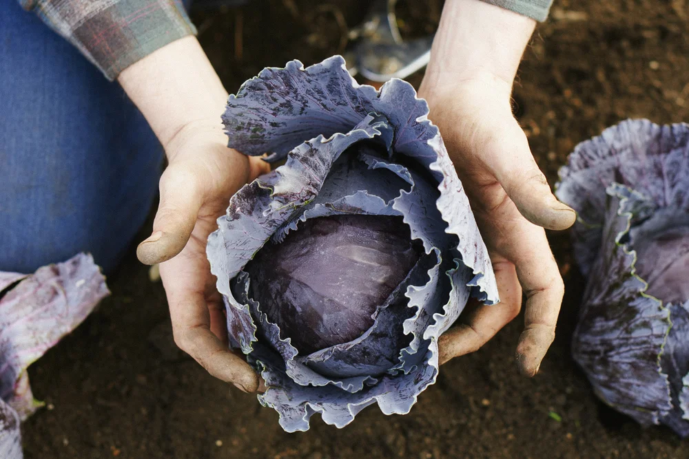 New Additions to the Farm