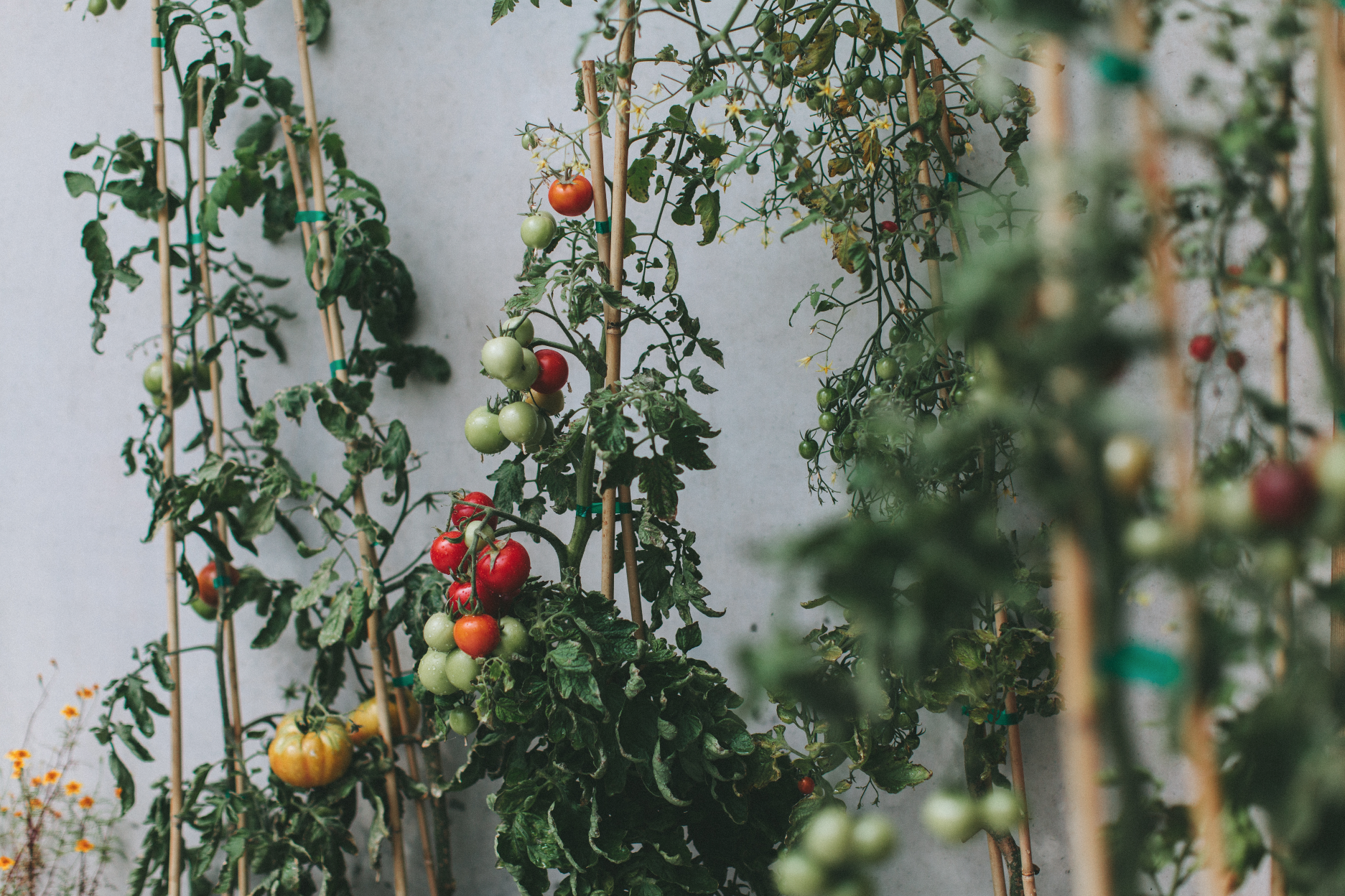 Tomatoes are Now in Season