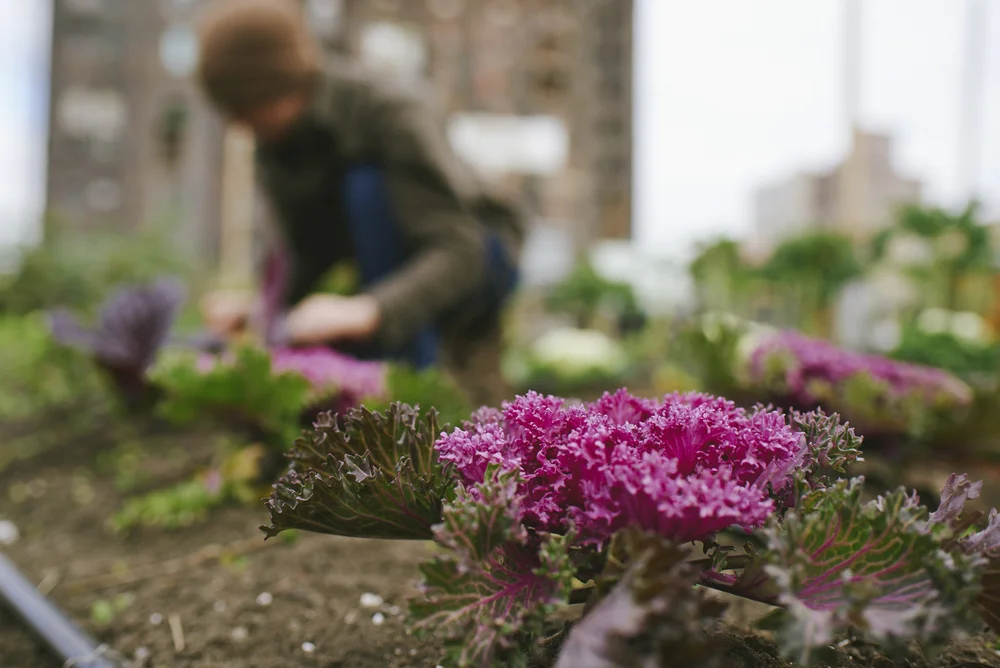 Free Compost Workshop