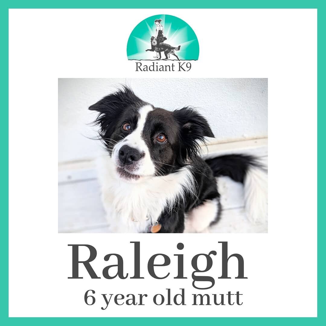 MEET THE PACK - - Raleigh

I wanted to take a couple of posts to introduce y'all to my personal pack, if you haven't met them already. Today I'll start with Raleigh.

Raleigh is a 6.5 year old mutt, primarily American Pitbull Terrier, Australian Catt