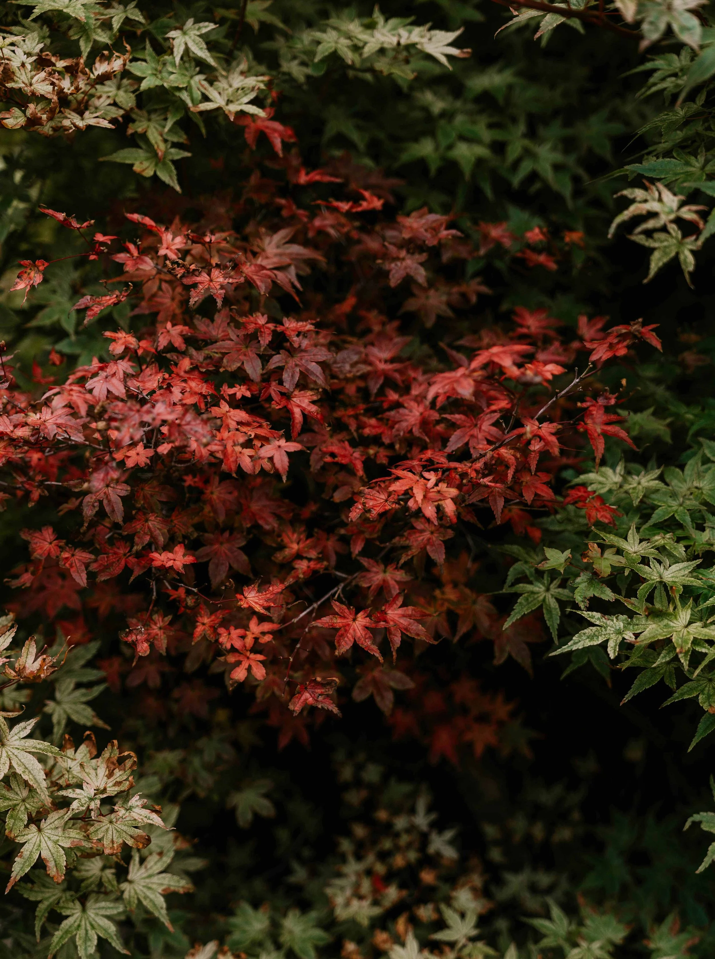 toa-heftiba-IxE8rwSj5u8-unsplash.jpg