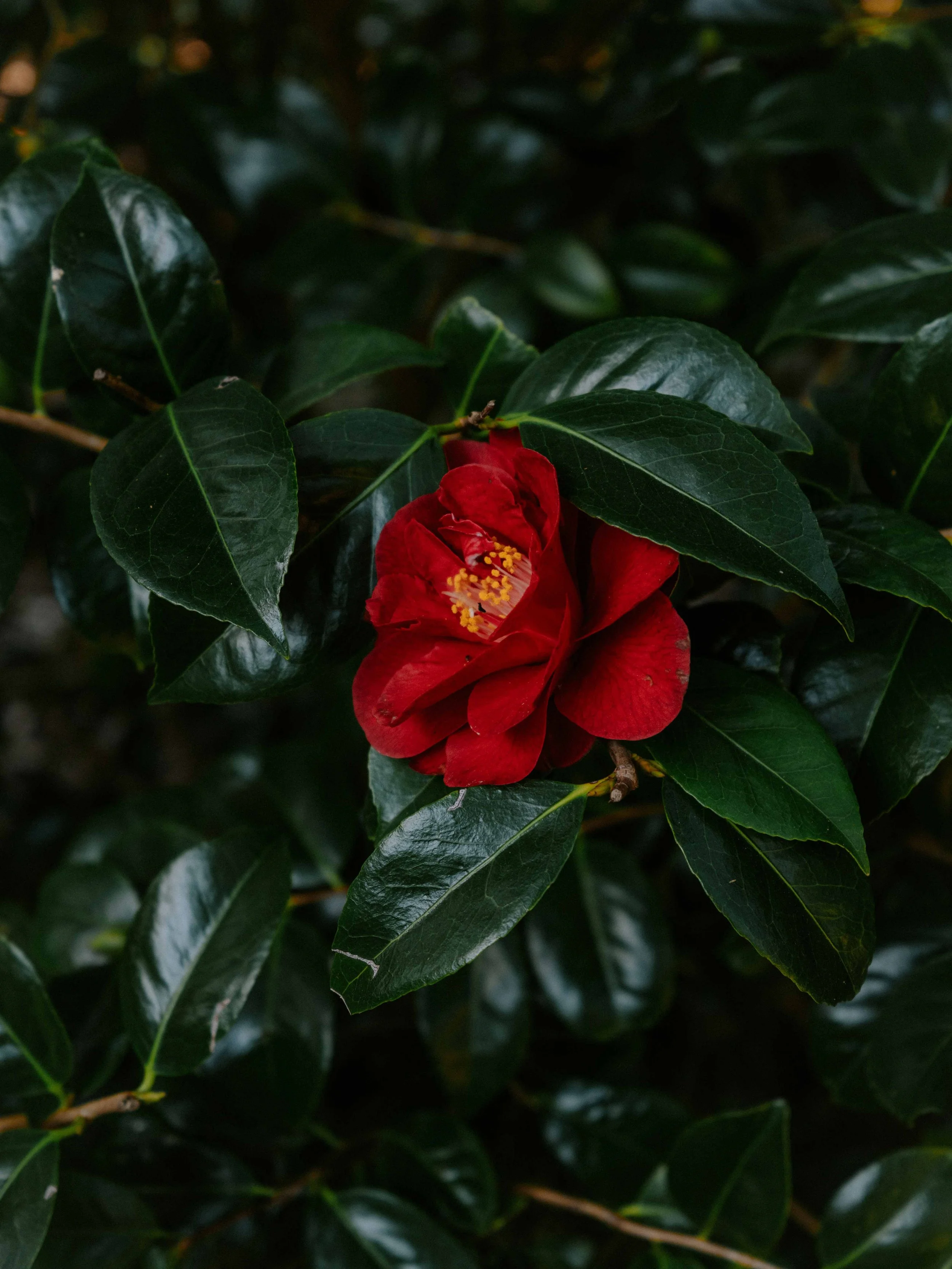 annie-spratt-83f9O4UIxXs-unsplash.jpg