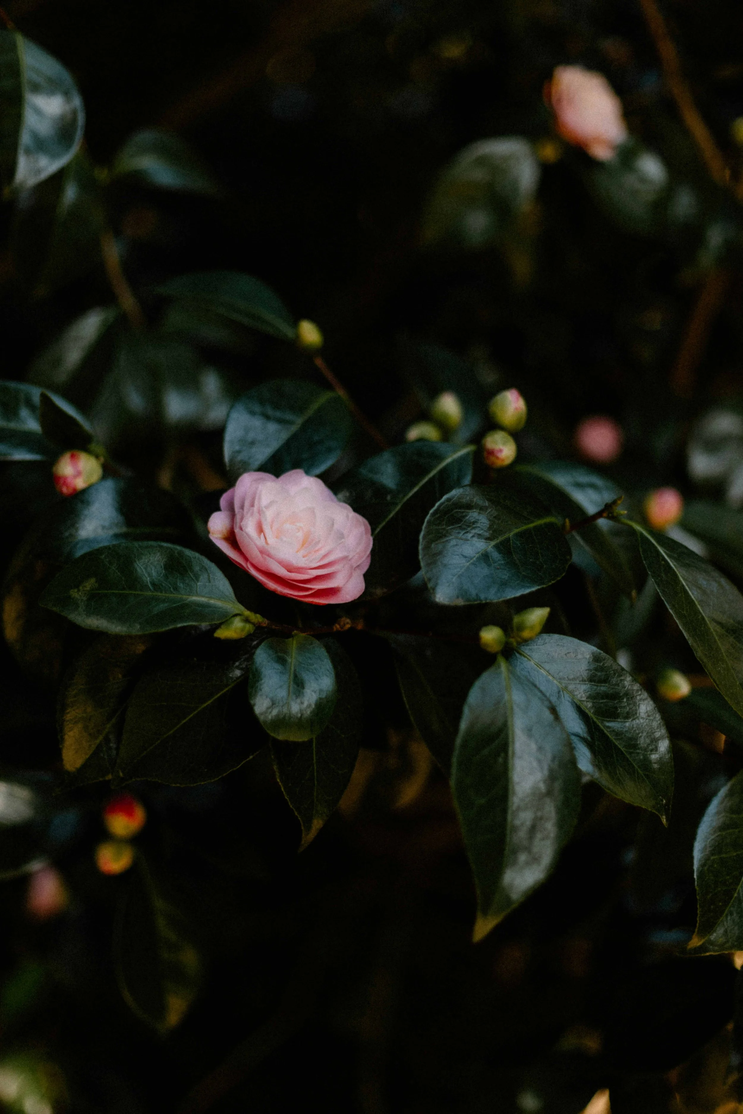 annie-spratt-_cxvab5Voz0-unsplash.jpg