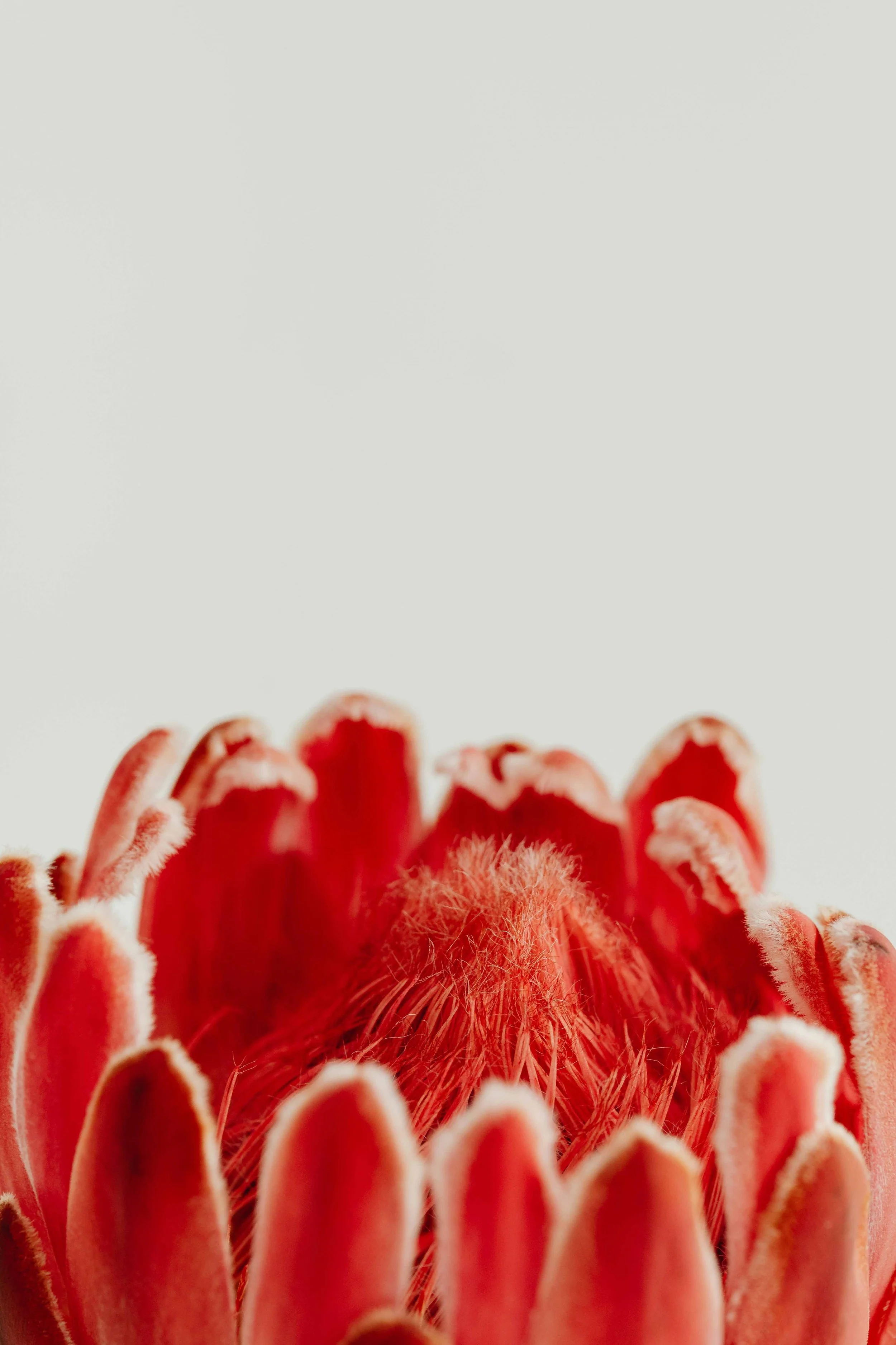 karolina-grabowska-kW3kBsies1g-unsplash.jpg