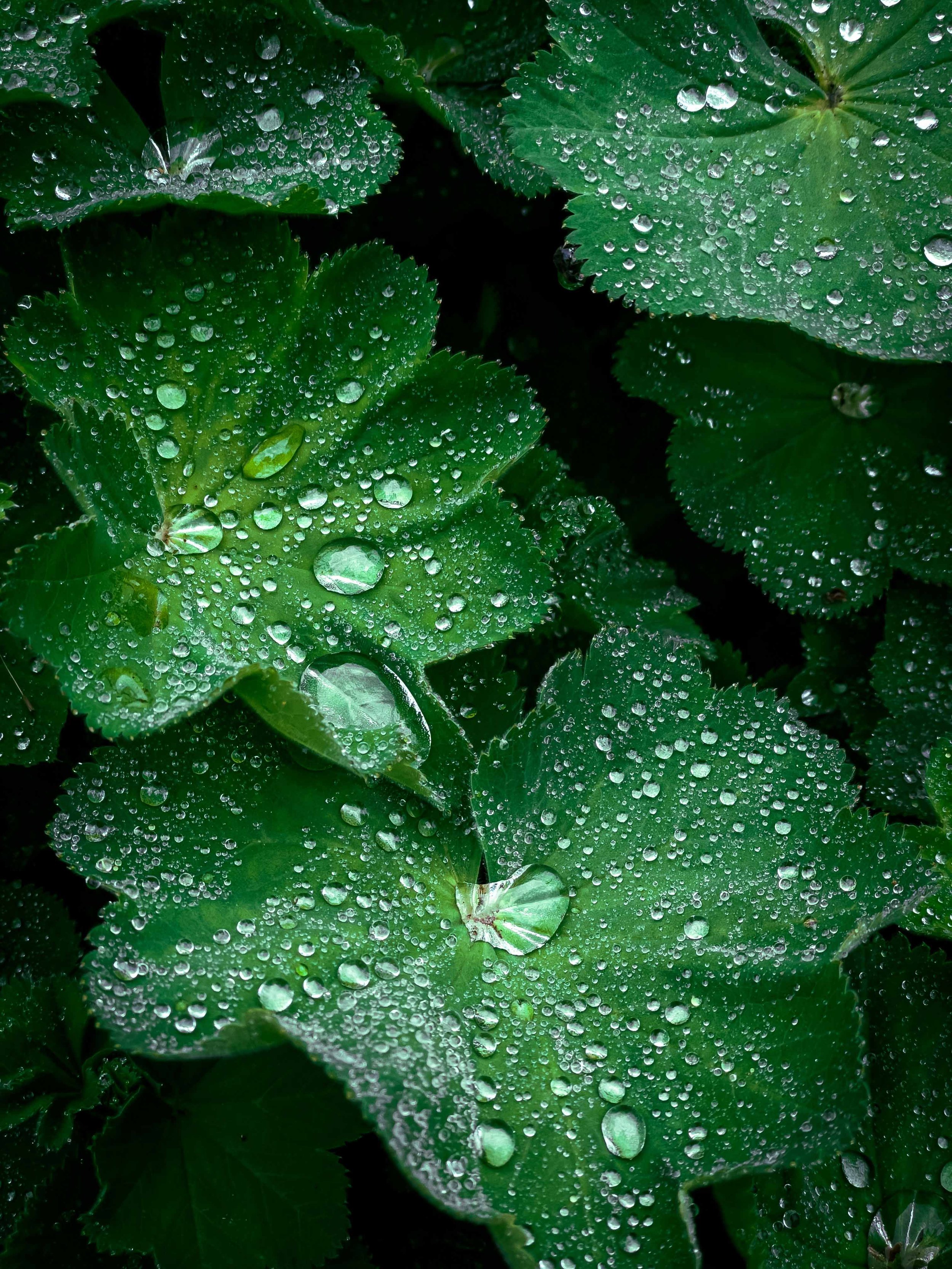 artem-shuba-vQQ-eHnIkbg-unsplash.jpg